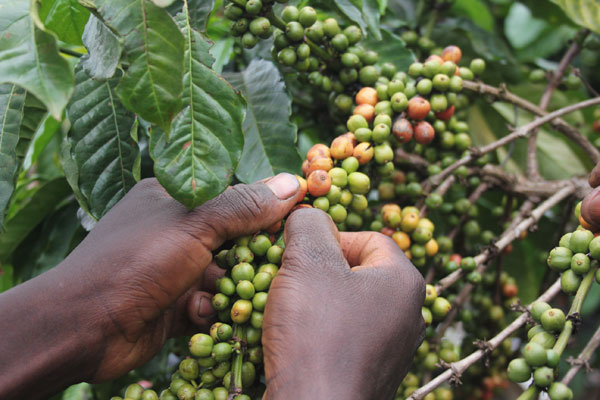 Farmers to guard coffee plantations-Ibanda